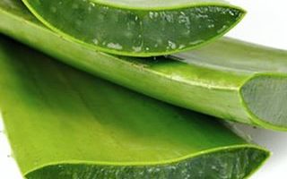 Aloe vera premaga težave s kožo
