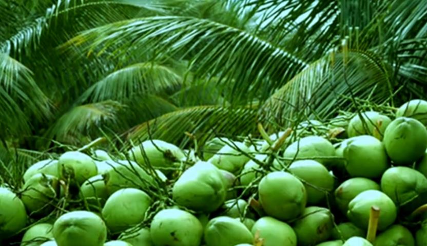 kokos